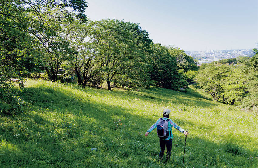 東京都立長沼公園の風景。住宅街近くに広がる、広葉樹を主体とした豊かな森。奥に見えるのは八王子市中心部の街並み。日本で木や森に触れられる環境は多いが、実は都市部近くにも森はある。