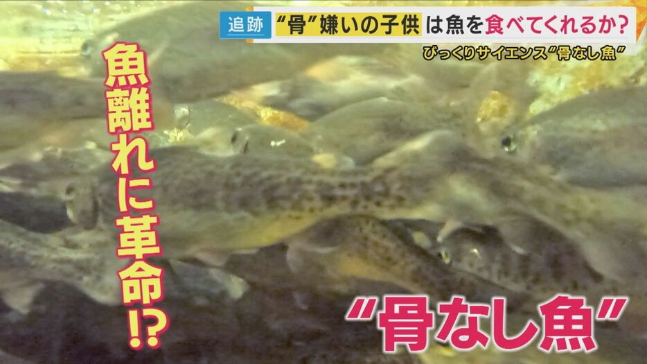 骨がない魚！？