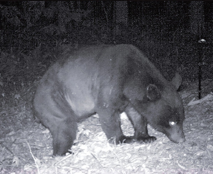 島根県西部のセンサーカメラに写ったツキノワグマ（島根県提供）