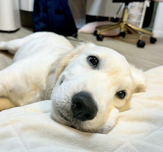 飼い主さんの横に来て“笑顔”を見せるブランくん