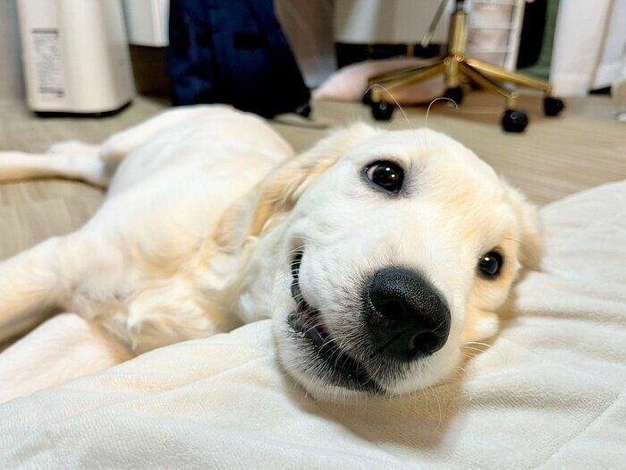 飼い主さんの横に来てニコニコの笑顔を見せるブランくん