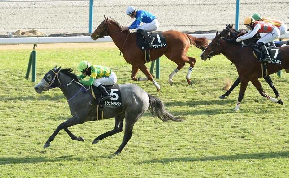 さざんか賞を制したルクスレゼルヴァ＝京都市・京都競馬場（撮影・林俊志）