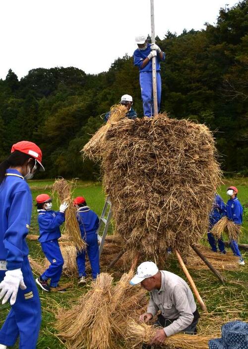 わらぼっち作りを体験する大子町立依上小の5年生=同町下金沢