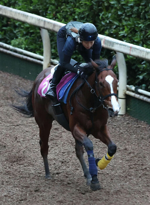 馬トク激走馬に算出されたカルプスペルシュ