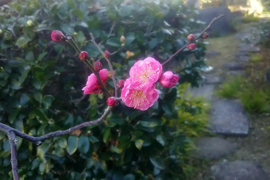 ウメ'八重寒紅（やえかんこう）'（写真提供／玉置一裕）