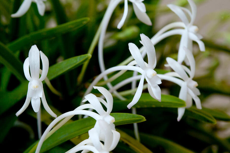 原種のフウランの花（撮影／田中雅也）