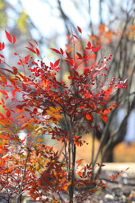 紅葉するナンテン（撮影／牧稔人）