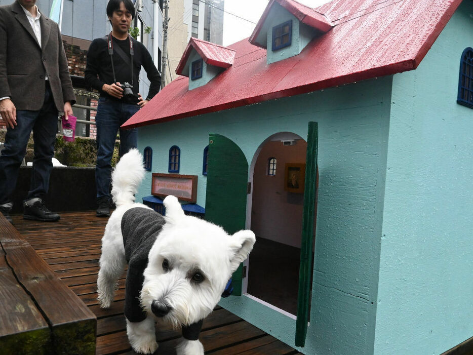 カワバタに設置された犬のための美術館＝三島市本町