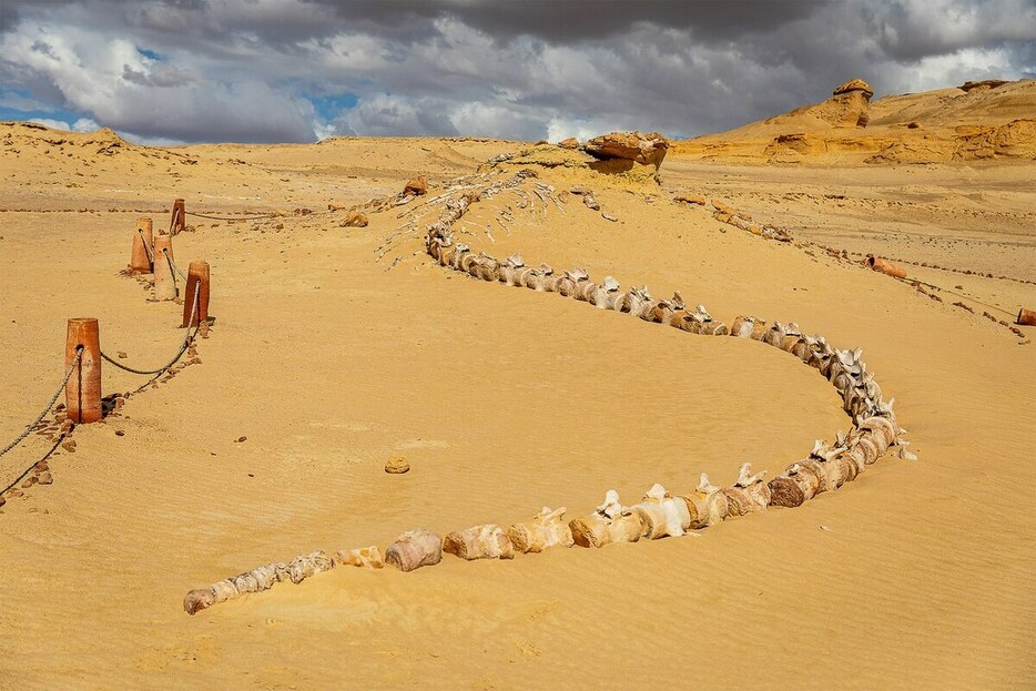 194平方キロメートルに及ぶユネスコの世界自然遺産ワディ・アル゠ヒタンは、進化の大きな謎の1つを解く鍵を握る場所だとされる。（PHOTOGRAPH BY BELLA FALK）