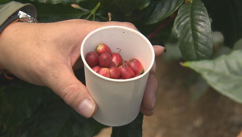 初収穫したコーヒーの実