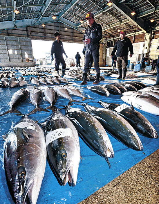 ４００本のブリが並び、活気づく市場＝１３日午前８時４０分、石川県漁協かなざわ総合市場