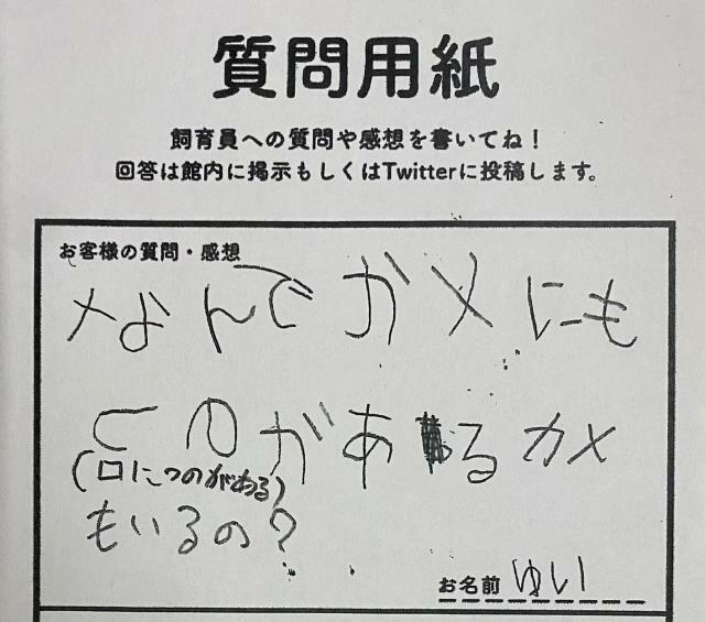 寄せられた質問「なんで（口に）つのがあるカメもいるの？」＝道の駅ウミガメ公園（@umigame_kouen）のＸ