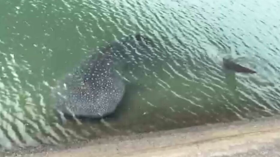 愛媛県宇和島市津島町の岩松川で発見された「海君」