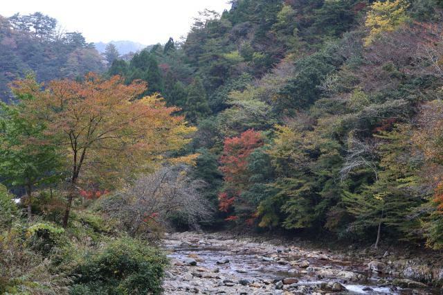 例年より１週間ほど遅れ、見頃を迎えた見立渓谷の紅葉＝１４日午前、日之影町見立