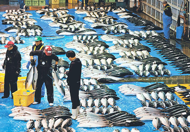 競り場に並べられたひみ寒ぶり=氷見魚市場