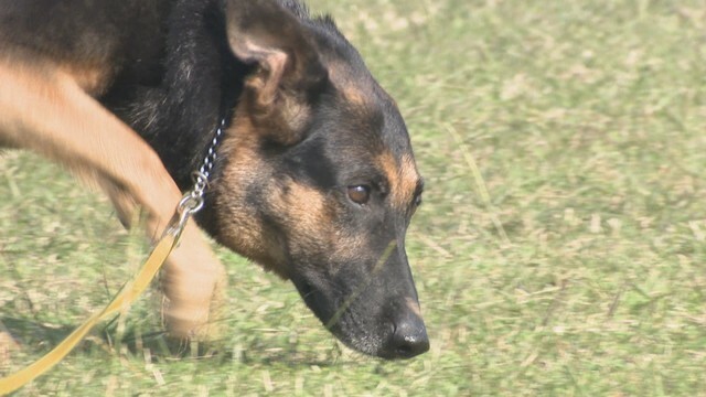 「嘱託警察犬」を選考する競技会　丸亀市川西町