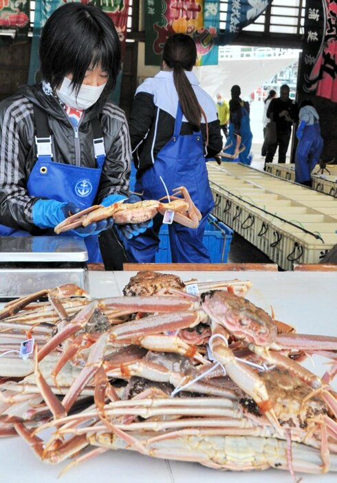 水揚げされた松葉ガニを選別する女性＝６日、兵庫県新温泉町の浜坂漁港