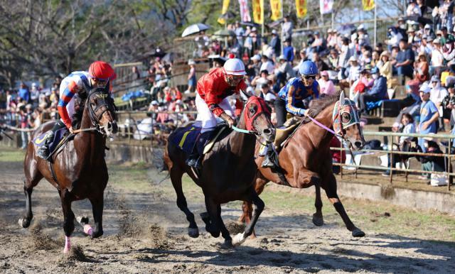 多くの観客が迫力あるレースを楽しんだ「綾競馬」＝３日午前、綾町・綾馬事公苑