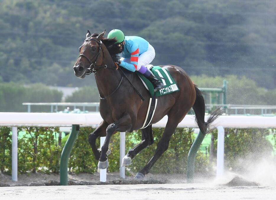 無傷の5連勝でプロキオンSを勝ったヤマニンウルス（撮影・岩川晋也）