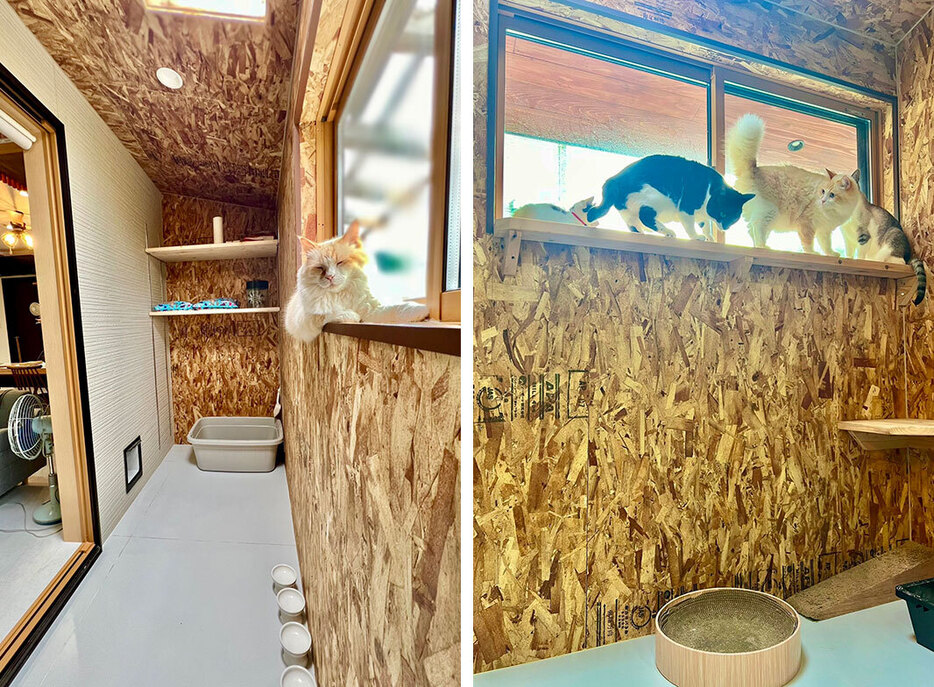 （左）猫の部屋。トイレ置き場の上の棚には猫砂を収納。リビングと行き来できるくぐり戸も（右）窓の前の棚板は猫たちのくつろぎの場。十分な幅と奥行きを確保（画像提供／なみそさん）