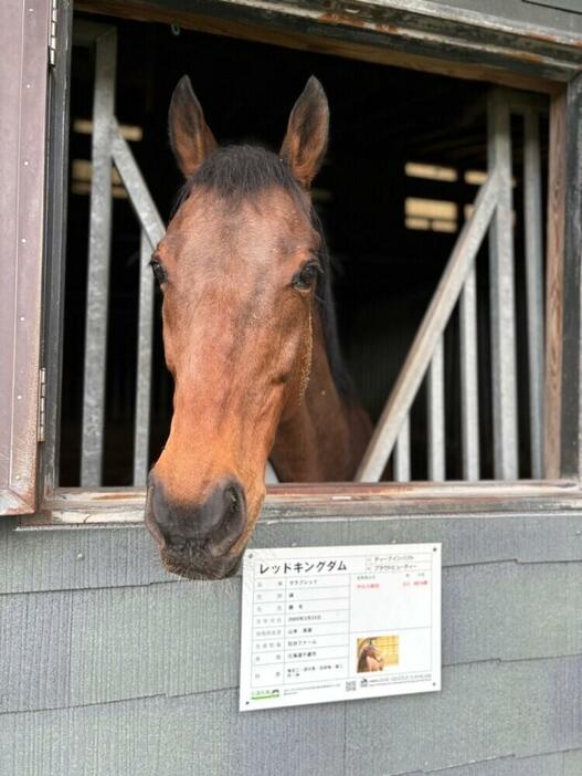 レッドキングダム（霧島高原乗馬クラブ提供）