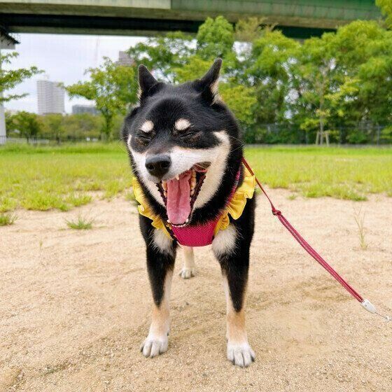 あくびをする柴犬