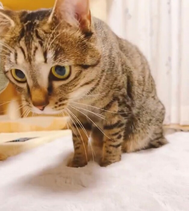 瞳孔が開くあずきちゃん（提供：野原 耳子さん）