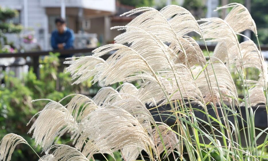 風に揺れるススキの穂＝27日午前、浦添市（小川昌宏撮影）