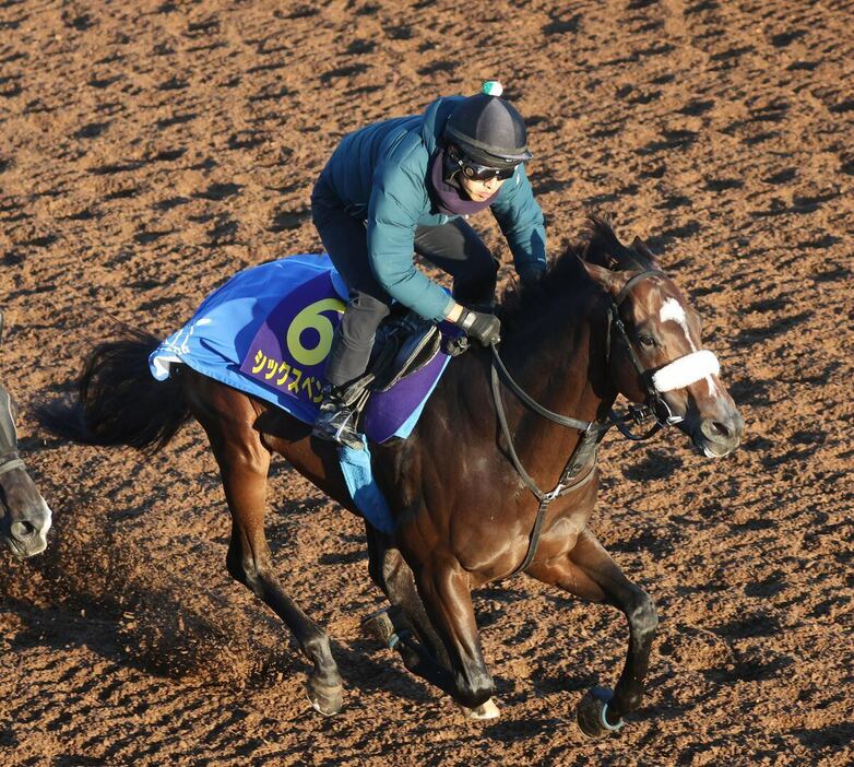 シックスペンス＝美浦トレセン（撮影・塩浦孝明）