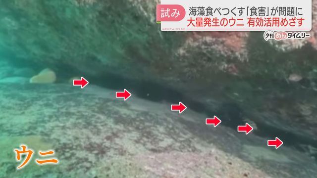 海藻を食べつくすウニ