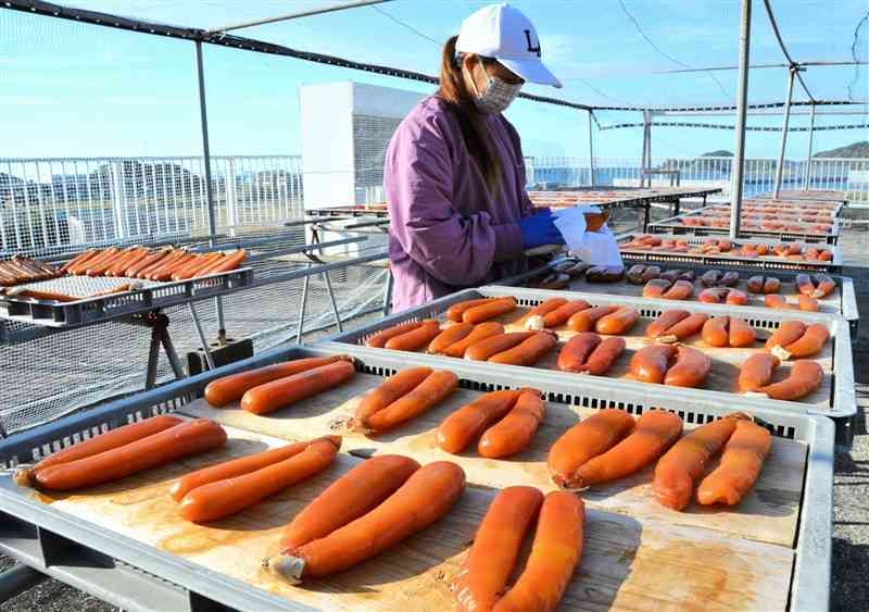 陽光を浴びて、山吹色に輝くからすみ＝25日、天草市