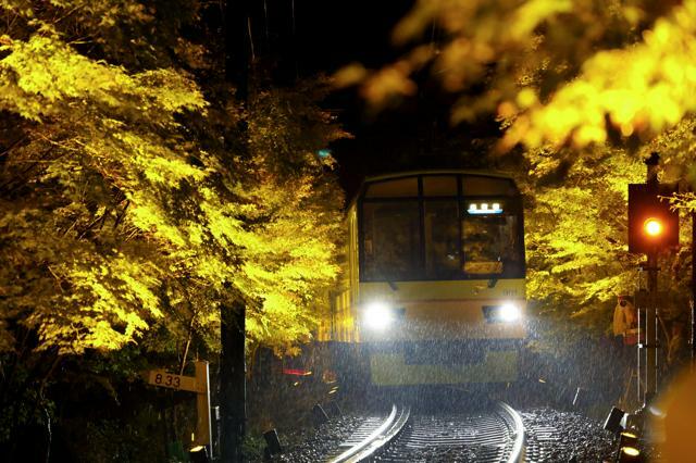 ライトアップされたモミジの間を通り抜ける叡山電鉄の電車=2024年11月1日午後5時51分、京都市左京区、新井義顕撮影