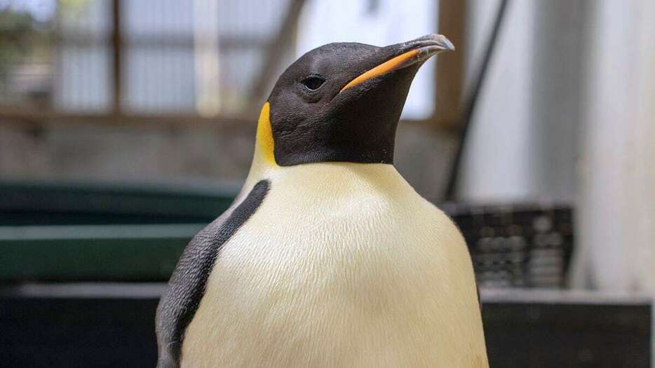 オーストラリア・デンマーク近郊の海岸で1日に見つかったコウテイペンギン（オーストラリア生物多様性保全観光資源省提供、AP）