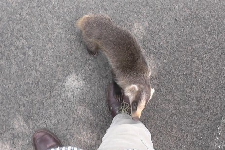 怖がることなく近づいて来たかと思うと、靴に前あしをかけながらズボンの裾のにおいを嗅ぐアナグマ＝兵庫県美方郡香美町で