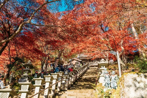 関東近郊の低山で、美しい紅葉を楽しもう