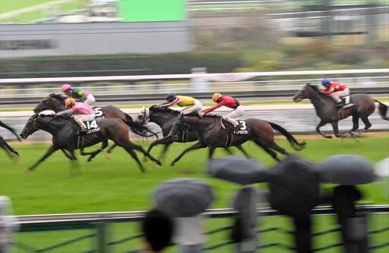 雨の中、初日から迫力あるレースが繰り広げられた秋の福島競馬