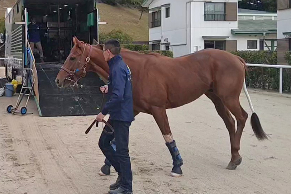 引退レースで連覇を狙うレモンポップが中京競馬場に到着