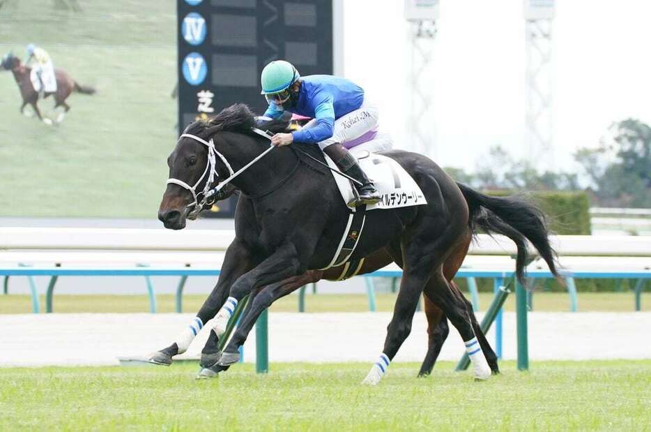 京都5Rを制したワイルデンウーリー＝京都競馬場（撮影・岩川晋也）