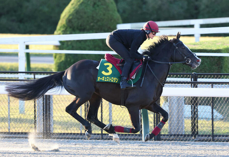 東京競馬場ダートコースで調整するオーギュストロダン（撮影・丹羽敏通）