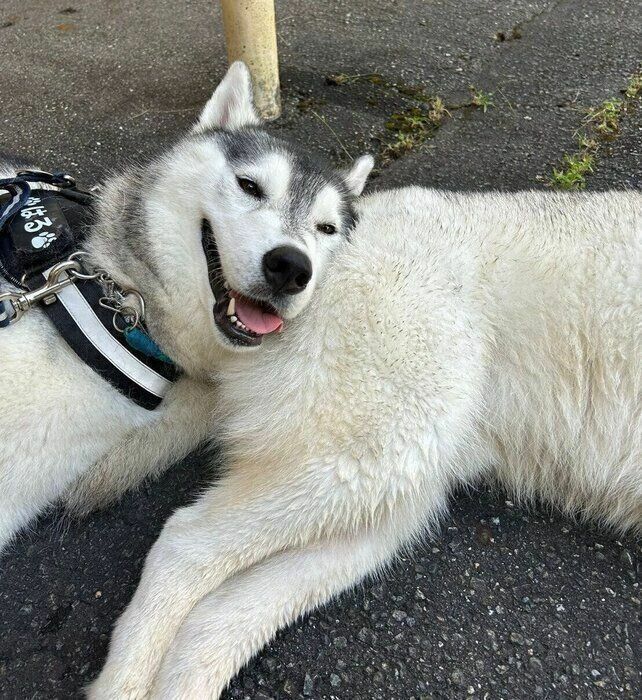 ほかの犬のおしりに頭を乗せて休憩するはるくん