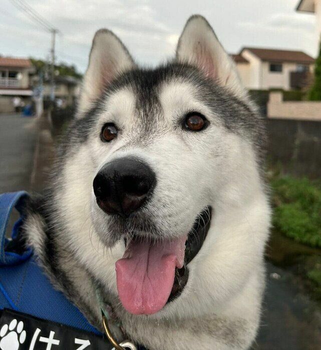 毎日、はるくんと朝晩たくさん一緒に歩いているおかげか、飼い主さん自身も健康的になれているのだとか。