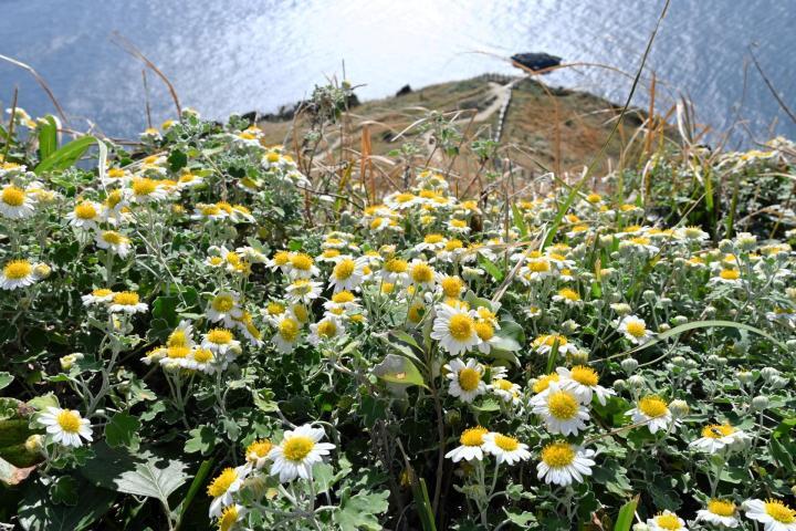 高茂岬で見頃を迎えたノジギク＝21日午後、愛南町高茂