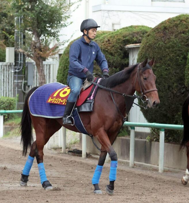 ルージュリナージュ＝美浦トレセン（撮影・塩浦孝明）