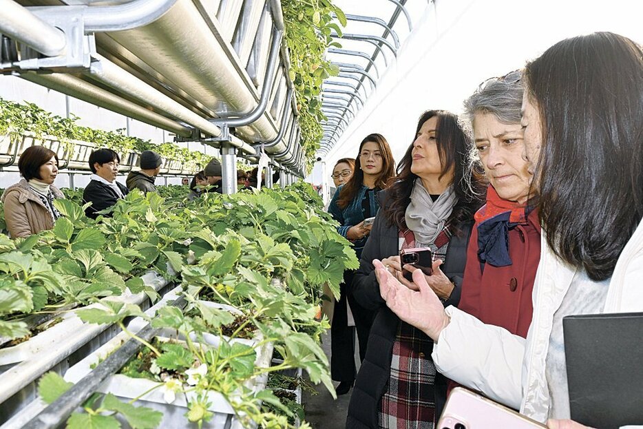 イチゴを栽培する就労継続支援B型事業所を見学する大使や大使夫人ら