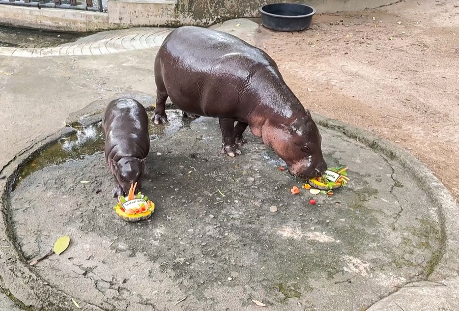 タイ・チョンブリ県のカオキアオ動物園で、同国語で米大統領選の共和党候補、ドナルド・トランプ氏の名前が彫られたフルーツを食べるコビトカバのムーデン（左）。右は母親のジョーナ。同園提供の動画より（2024年11月4日提供・取得）。【翻訳編集】 AFPBB News