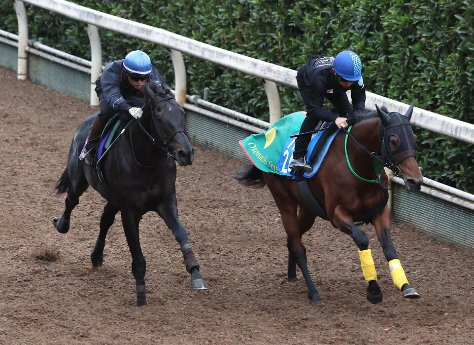 坂路をスマートルシーダ（右）と併せ馬で追い切るカラテ（撮影・白石智彦）