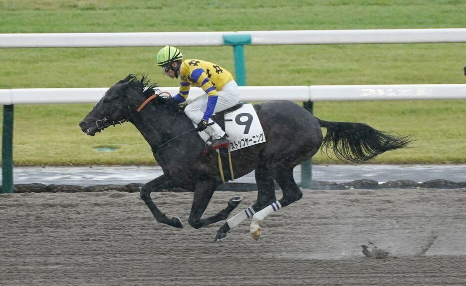 京都5R、1着ストップヤーニング＝京都競馬場（撮影・岩川晋也）