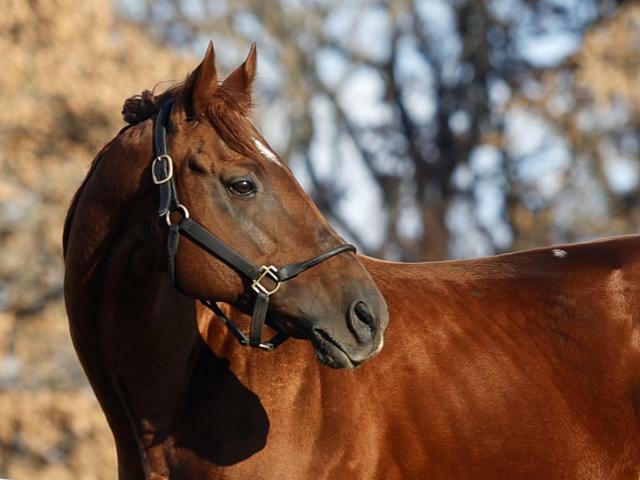 白馬牧場にて種牡馬生活を送るダノングッド(c)netkeiba