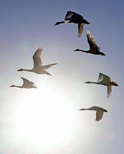 朝日を背に空を舞うハクチョウ（１１日午前、石川県羽咋市の邑知潟で）＝菅野靖撮影