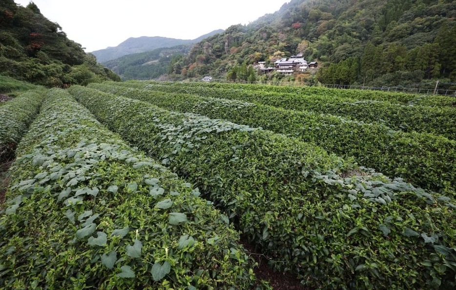 八女茶発祥の地にある茶畑 (奥は霊巌寺)